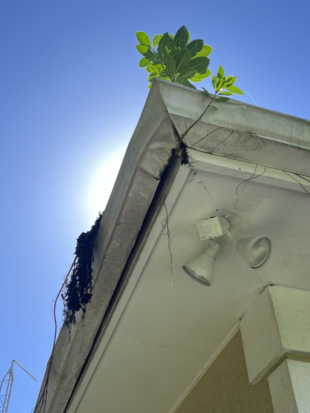 Gutter cleaning — Debris & growth cleared, by Cayman Clean & Blast, Grand Cayman